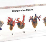 Comparative Hearts Study Kit