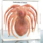 Octopus Specimen Acrylic Block