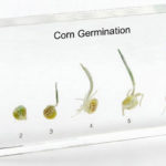 Corn Germination Acrylic Specimen