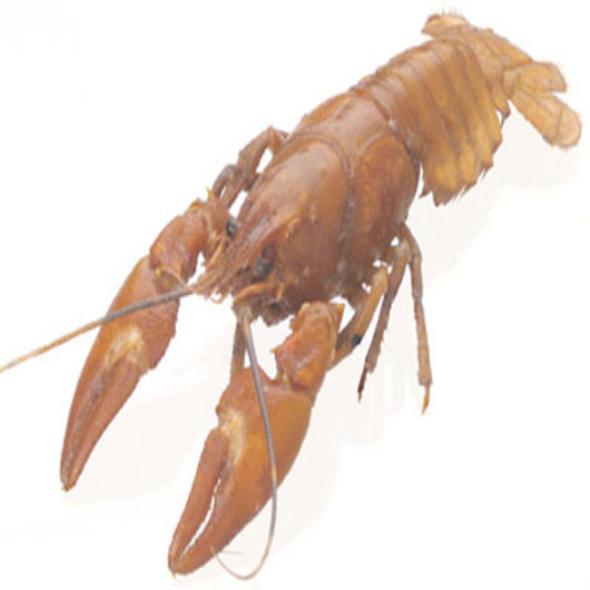 Preserved Crayfish Astacus Specimen