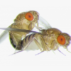 Unlock Genetics: Drosophila Culture Kit 30/Stage for Interactive Learning