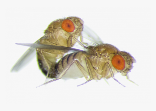 Unlock Genetics: Drosophila Culture Kit 30/Stage for Interactive Learning