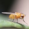 Experience Learning: Fly Nap Kit 30/Stage Unveils Fascinating Biology
