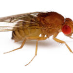 Live Drosophila Kit 30/Stage for Interactive Science Learning