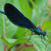 Damselfly Nymphs Demoiselle 10/pack