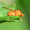 Drosophila Wild Type