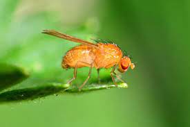 Drosophila Wild Type