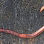 Earthworms Lumbricus Terrestris 10/Pack