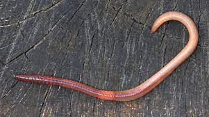 Earthworms Lumbricus Terrestris 10/Pack