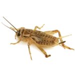 Educational Cricket Hatchlings 500/Pack