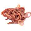 Eisenia Foetida Worms 100/Pack