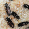 Flour Beetles Sooty-Type 100/Pack