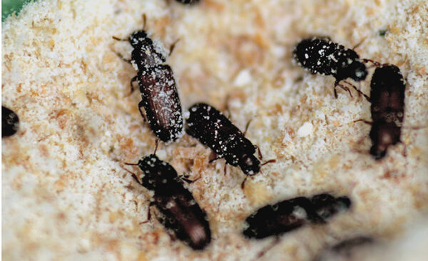 Flour Beetles Sooty-Type 100/Pack