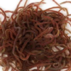 Freshwater Blackworm Specimens 100/Pack