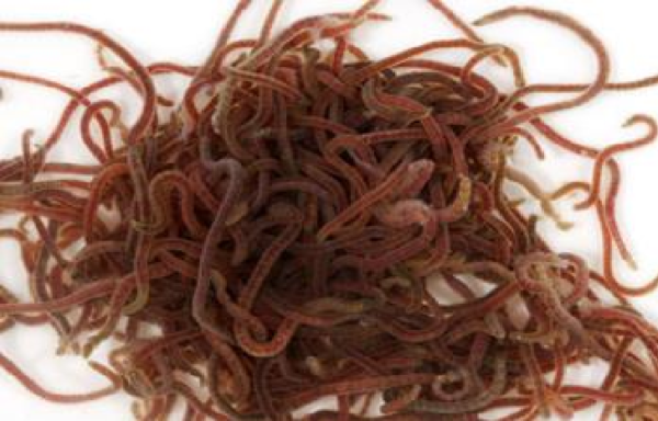 Freshwater Blackworm Specimens 100/Pack