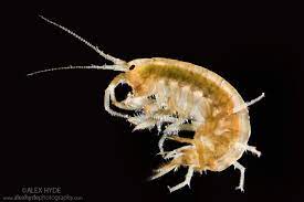 Freshwater Shrimp Gammarus 10/Pack