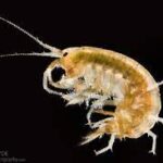Preserved Freshwater Shrimp 10/Pack