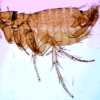 Preserved Flea Specimen 5/Pack