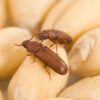 Flour Beetles Culture 100/Pack