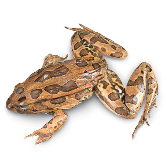 Preserved Adult Frog Specimen - Eduscience Video Gallery