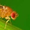Fruit Flies Female Culture