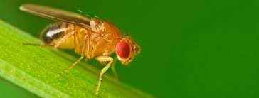 Fruit Flies Female Culture