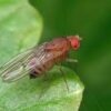 Fruit Flies Female Culture