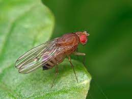 Fruit Flies Female Culture