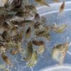 Live Gammarus Pulex 100/Pack