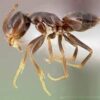 Preserved Garden Ants Specimen
