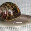 Preserved Garden Snail Specimen