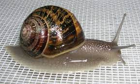 Preserved Garden Snail Specimen