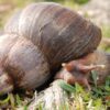 Giant African Snail 5/Pack