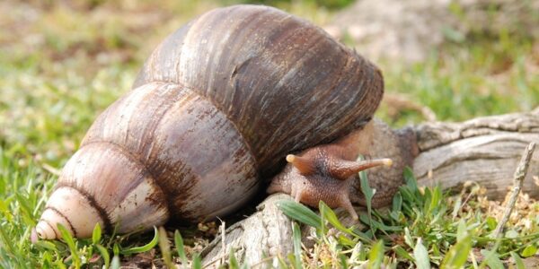 Giant African Snail 5/Pack