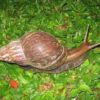 Giant African Snails 5/Pack