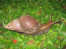 Giant African Snails 5/Pack