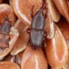 Live Grain Weevil 10/Culture