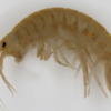Gammarus Pulex Adult Pk/100