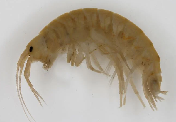 Gammarus Pulex Adult Pk/100