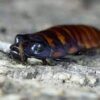 Giant Hissing Cockroach 5/Pack