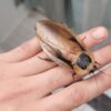 Giant Peruvian Cockroach 5/Pack