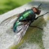 Greenbottle Fly Adult 100/Pack