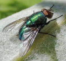 Greenbottle Fly Adult 100/Pack