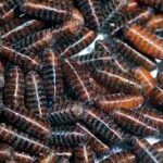 Greenbottle Fly Pupae 100/Pack