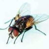 Housefly Musca Domesticae