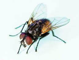 Housefly Musca Domesticae