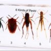 Harmful Insect Specimen 6Types/Kit