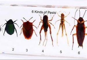 Harmful Insect Specimen 6Types/Kit