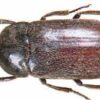 Live Larder Beetles 10/Culture