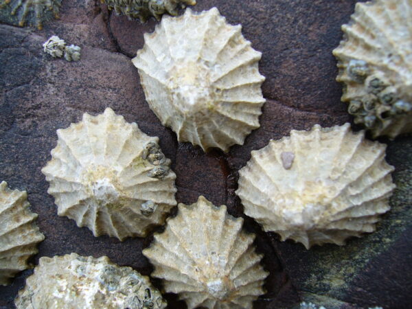 Limpets Living Organism Pack/10